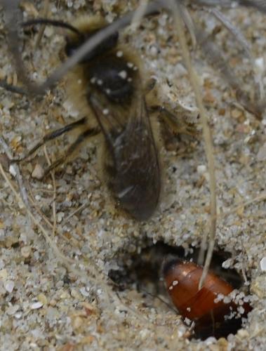 Colletes cunicularius